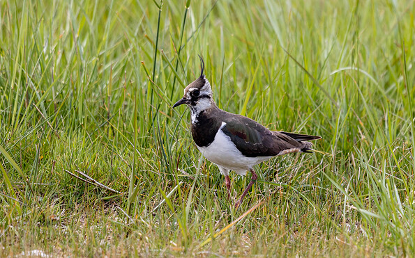 Foto: M.Krüger, Lizenz: M.Krüger