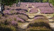 Blühende Heide, Foto: Lydia Brusendorf