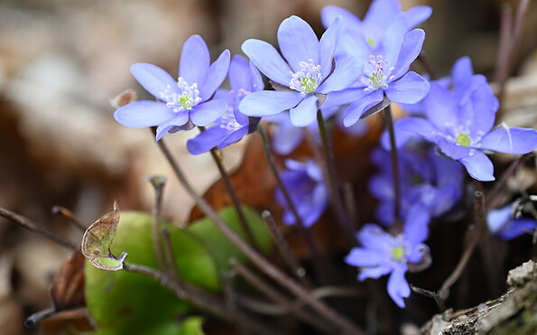 Leberblümchen im Gartzer Schrey, Foto: M. Kreiling, Lizenz: NaturSchutzFonds Brandenburg