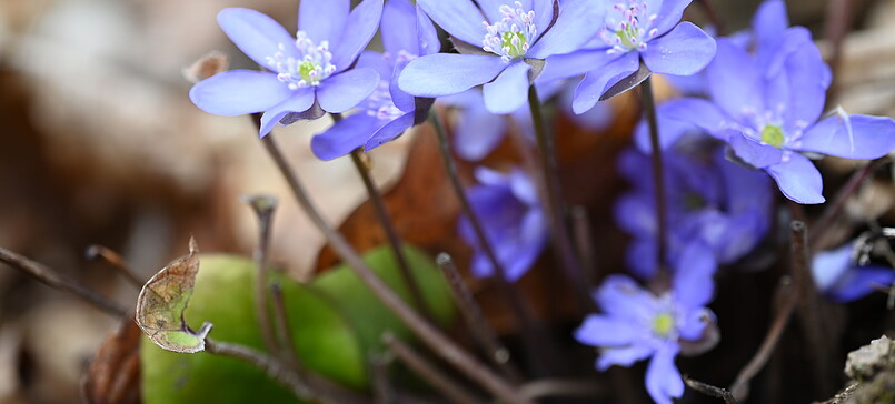 RangerTour: Frühlingserwachen im Gartzer Schrey