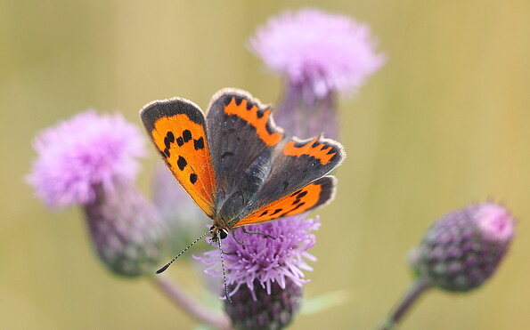 Foto: E. Hangmann, Lizenz: E. Hangmann