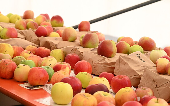 Foto: Nicola Glacer, Lizenz: Naturpark Niederlausitzer Heidelandschaft