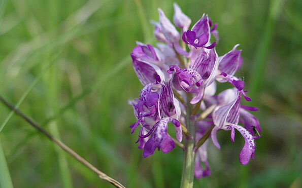 Helm-Knabenkraut, Foto: Klara Jüttner, Lizenz: NaturSchutzFonds Brandenburg