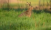 Feldhase, Foto: Mario Herzog, Lizenz: NaturSchutzFonds Brandenburg