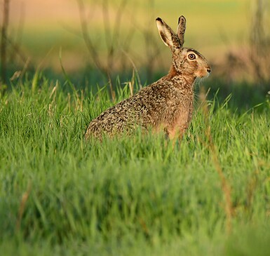 Feldhase, Foto: Mario Herzog, Lizenz: NaturSchutzFonds Brandenburg