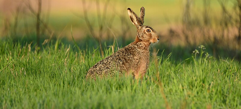 RangerTour: Oster-Spurensuche im Nationalpark