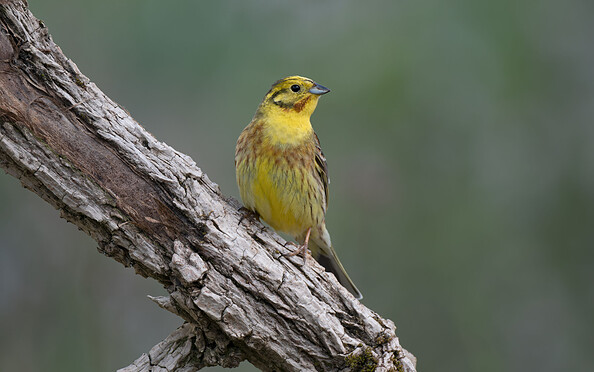 Golammer, Foto: Gabi Franz, Lizenz: Naturschutzfonds Brandenburg