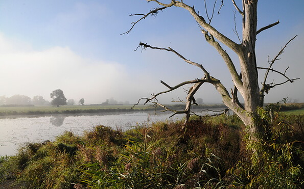 Auenlandschaft am Morgen, Foto: Milena Kreiling, Lizenz: Naturschutzfonds Brandenburg