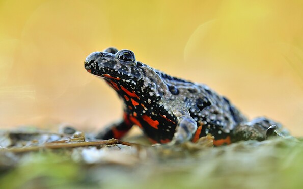 Rotbauchunke, Foto: S. Hennigs, Lizenz: NaturSchutzFonds Brandenburg