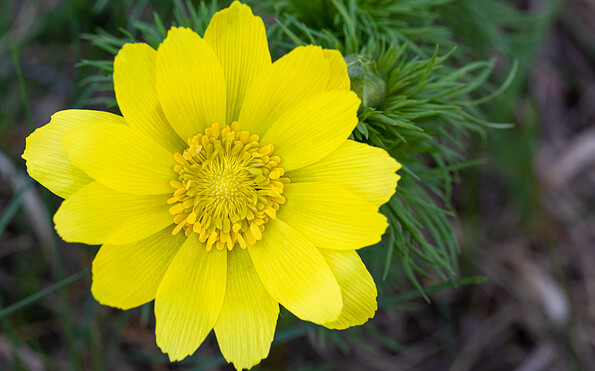 Blütesder Frühlings-Adonisröschen, Foto: Johannes Müller, Lizenz: NaturSchutzFonds Brandenburg