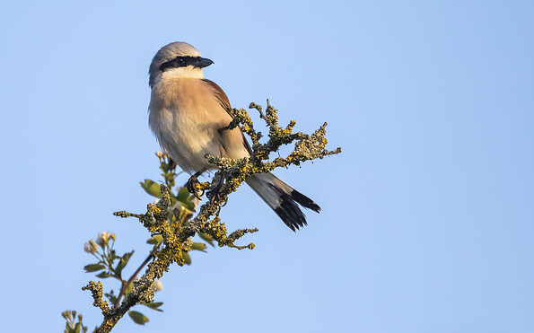 Neuntöter, Foto: Oliver Ulmer, Lizenz: Naturschutzfonds Brandenburg