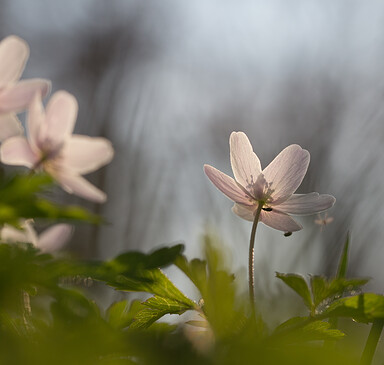 RangerTour: Hoffnungsschimmer am Waldboden