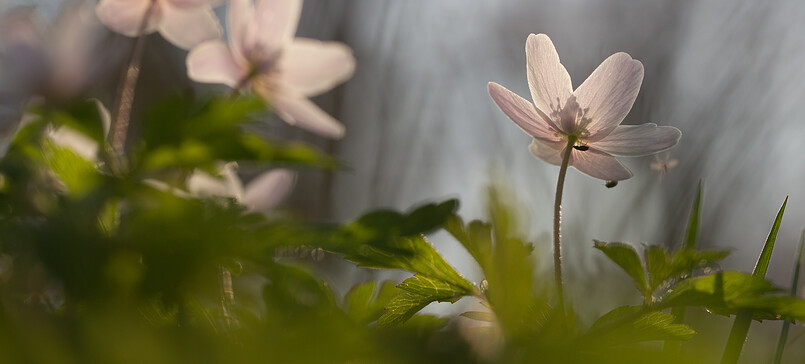 RangerTour: Hoffnungsschimmer am Waldboden