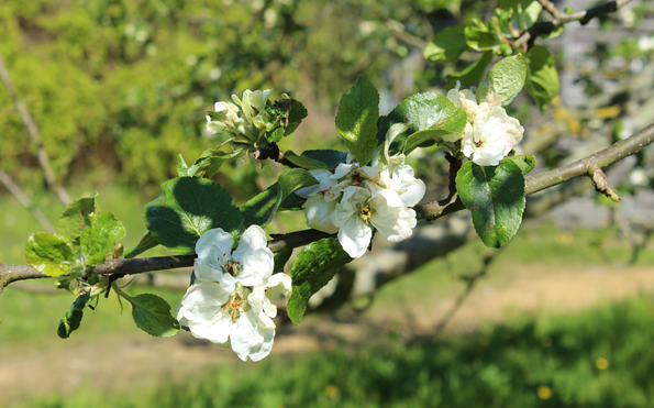 Foto: NABU BBM, Lizenz: NBAU BBM