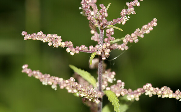 Foto: NABU, Lizenz: NABU