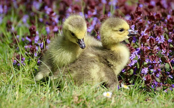 Foto: NABU/CEWE/Vivian Dreger , Lizenz: NABU/CEWE/Vivian Dreger