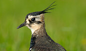 Foto: Tom Dove, Lizenz: Tom Dove