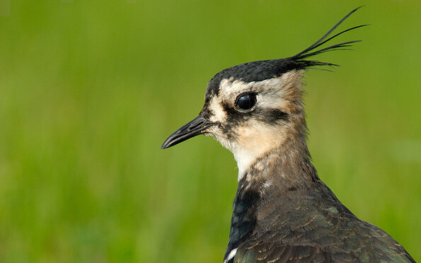 Foto: Tom Dove, Lizenz: Tom Dove