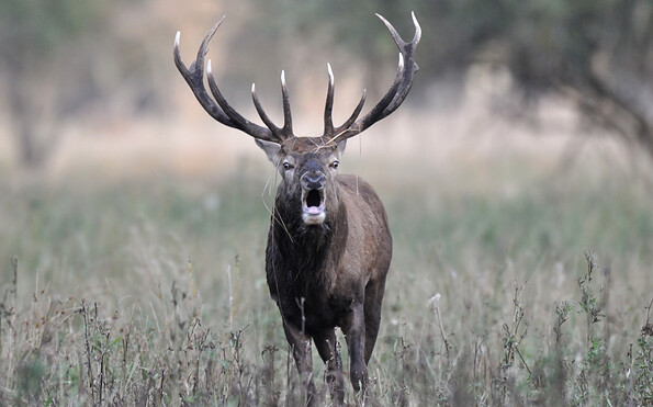 Foto: Peter Koch, Lizenz: Peter Koch