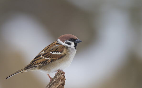 Foto: M.Bosch, Lizenz: M.Bosch