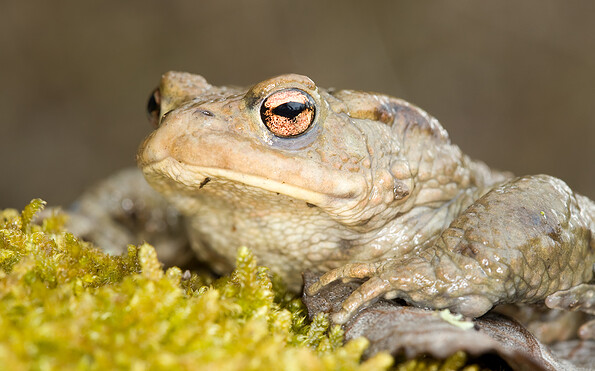 Foto: Frank Derer, Lizenz: Frank Derer