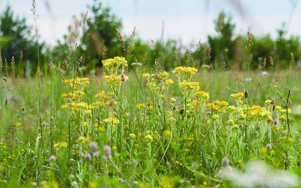 Foto: Stefan Röhrscheid, Lizenz: Stefan Röhrscheid