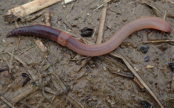 Foto: A.Hurtig, Lizenz: A.Hurtig