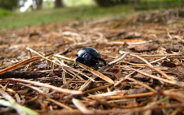 Foto: NABU/Iris Altmann , Lizenz: NABU/Iris Altmann