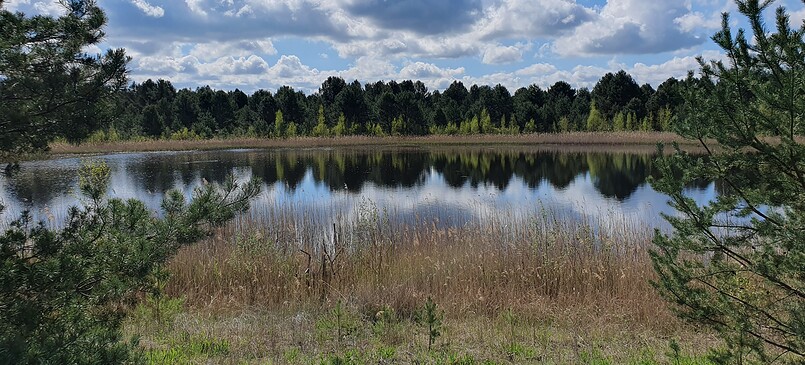 Neue Wildnis nach der Kohle