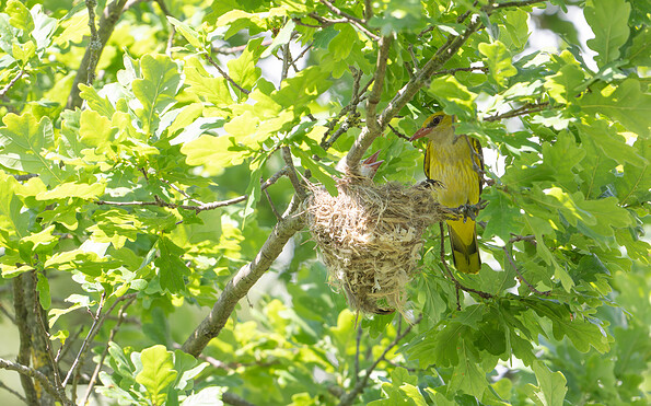 Foto: NABU BBM, Lizenz: NABU BBM