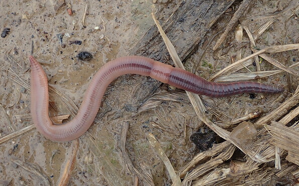 Foto: A.Hurtig, Lizenz: A.Hurtig