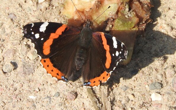 Foto: Wolfgang Schmidt, Lizenz: Wolfgang Schmidt