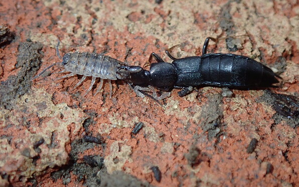 Foto: Andreas Hurtig, Lizenz: Andreas Hurtig