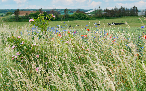 Foto: R. Suckow, Lizenz: R. Suckow