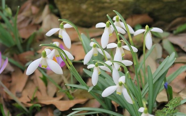 Foto: Pfarrgarten Saxdorf, Lizenz: Pfarrgarten Saxdorf