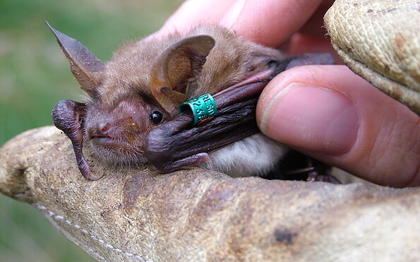 Foto: Jörn Horn, Lizenz: Jörn Horn