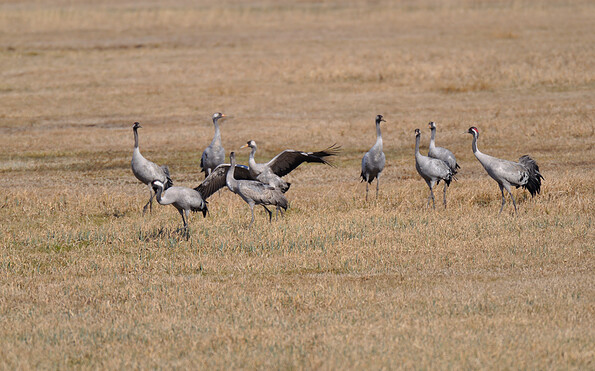 Foto: Peter Koch, Lizenz: LFV