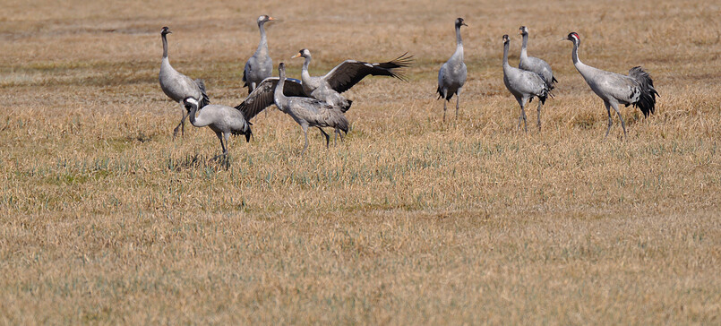 Ökofilmtour - Der graue Kranich