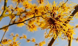 Tag des offenen Hofes > Der Kräuter- und Naturhof im Januar