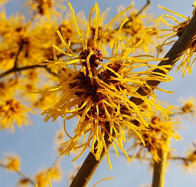 Tag des offenen Hofes > Der Kräuter- und Naturhof im Januar