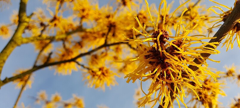 Tag des offenen Hofes > Der Kräuter- und Naturhof im Januar