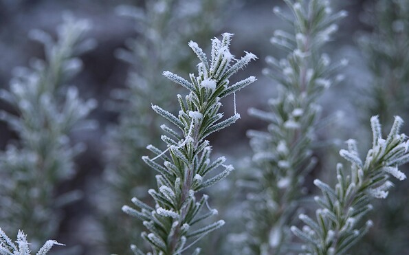 Foto: pixabay, Lizenz: pixabay