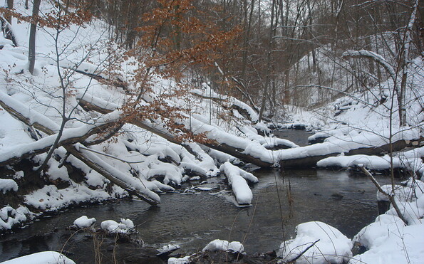 Buchenschlucht am Hellmühler Fließ, Foto: Sieglinde Thürling