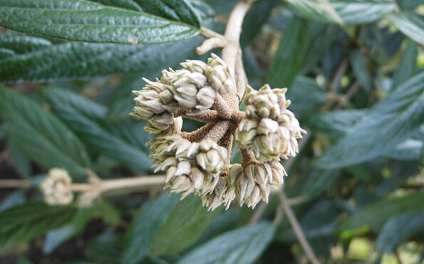 Winterschneeball, Foto: Ute Bernhardt, Lizenz: Ute Bernhardt