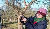 Obstbaumschnitt, Foto: Gabriele Matthies