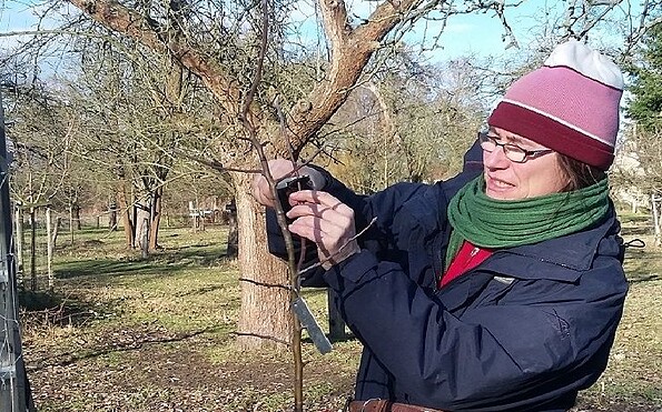 Obstbaumschnitt, Foto: Gabriele Matthies