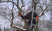 Obstbaumschnitt, Foto: Rene Riep