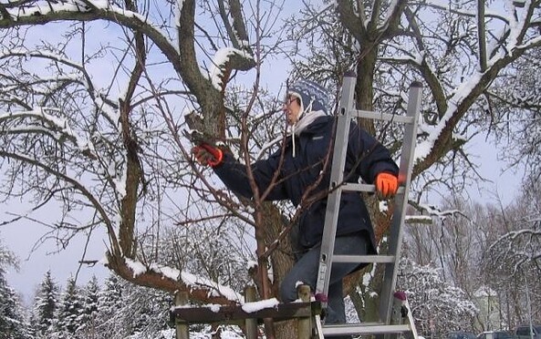 Obstbaumschnitt, Foto: Rene Riep