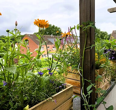 Permakultur auf dem Balkon