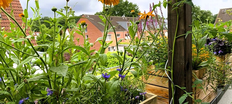 Permakultur auf dem Balkon